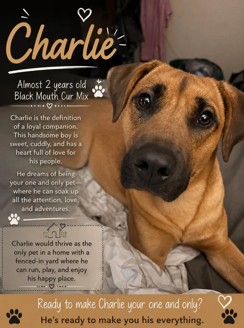Charlie thumbnail 2