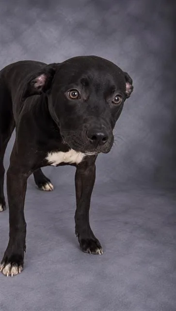 A young medium-sized male Hound dog named Brad for adoption in Winter Haven, FL