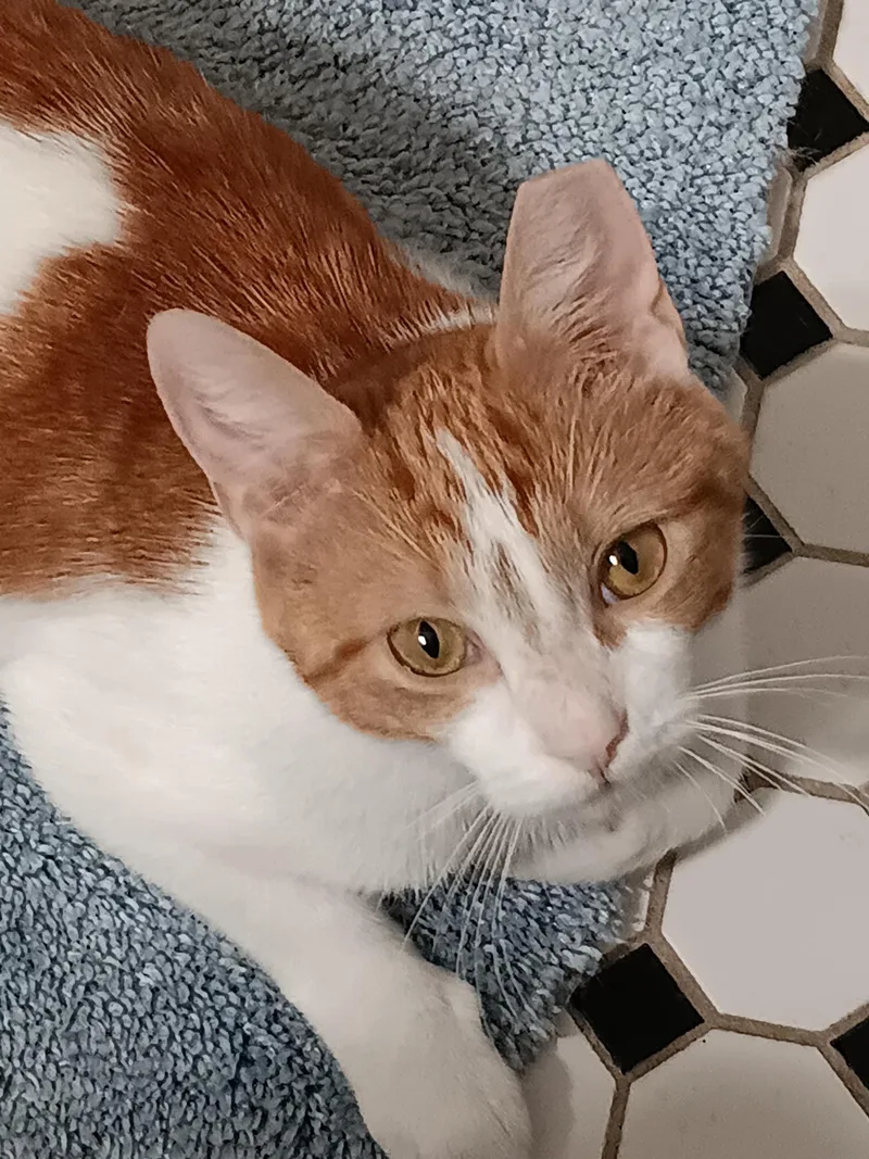 A baby medium-sized female Brown / Chocolate Tabby cat named Peace for adoption in Rochester, NY