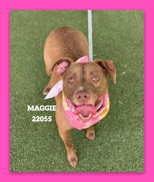 A young medium-sized female Brown / Chocolate Pit Bull Terrier dog named Maggie for adoption in Marietta, GA