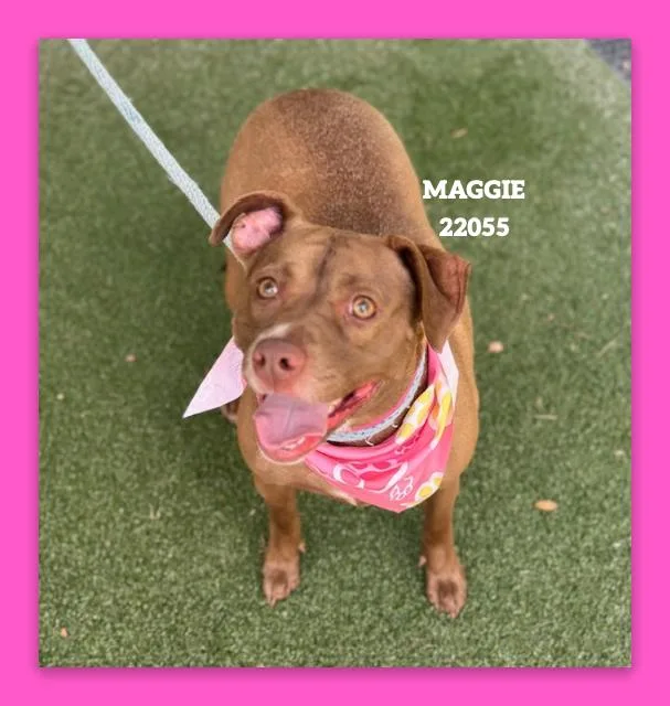 Maggie thumbnail 3