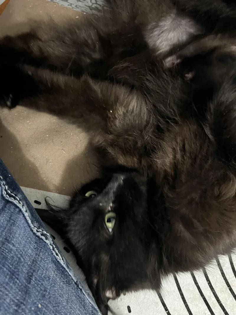 A young medium-sized female Domestic Long Hair cat named Darla for adoption in Rochester, WA