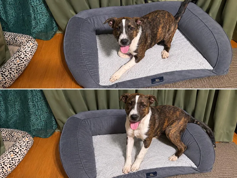 A baby large-sized female Brindle Catahoula Leopard Dog named Chasity for adoption in Sonora, CA
