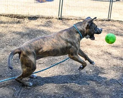 An adult large-sized male Mixed Breed dog named Chrome for adoption in Chamblee, GA