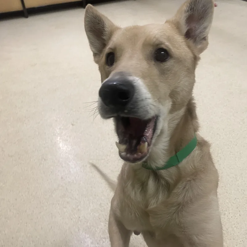 An adult large-sized male Labrador Retriever dog named Joel for adoption in Muncie, IN