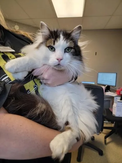 A senior medium-sized male White Domestic Long Hair cat named Ozzy for adoption in Harbor Springs, MI