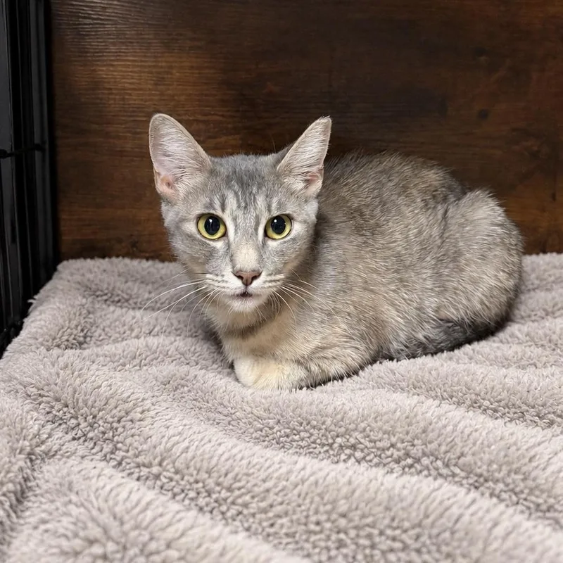 A young medium-sized female Tabby (Gray / Blue / Silver) Domestic Short Hair cat named Lily for adoption in Orange, CA