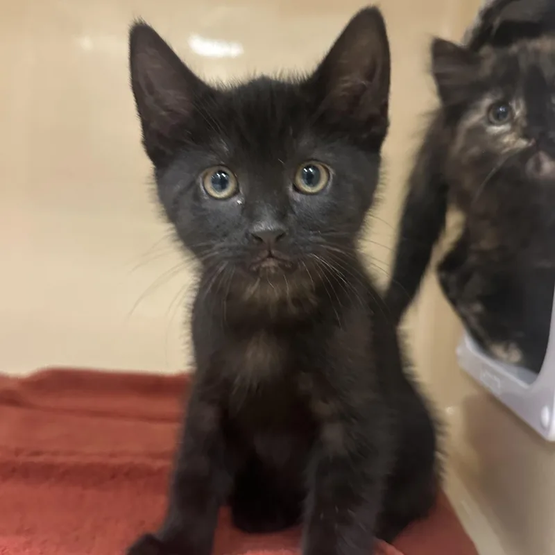 A baby medium-sized male Black Domestic Short Hair cat named Loon for adoption in Cooperstown, NY