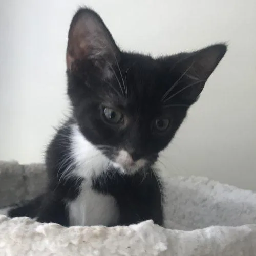 A baby small-sized male Tuxedo cat named Turmoil for adoption in Knoxville, TN