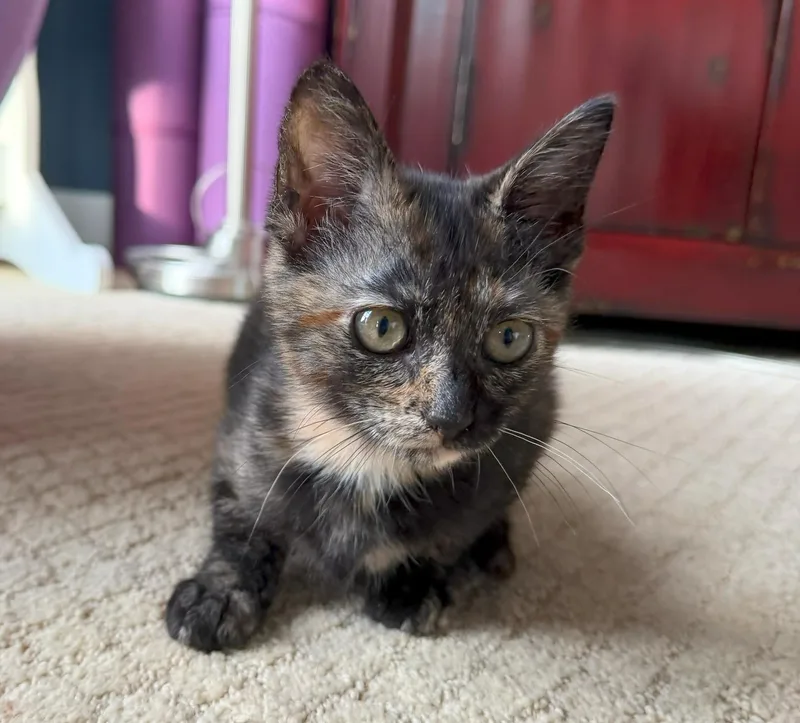 A baby medium-sized female Tortoiseshell cat named Pepper for adoption in Mission Viejo, CA