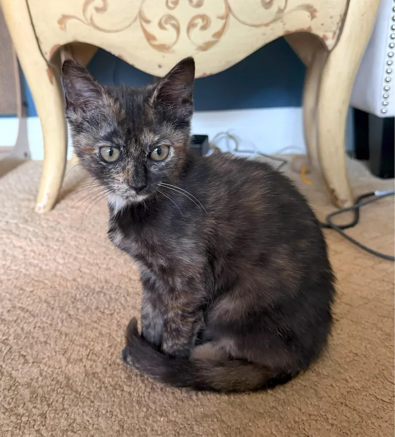Pepper thumbnail 2