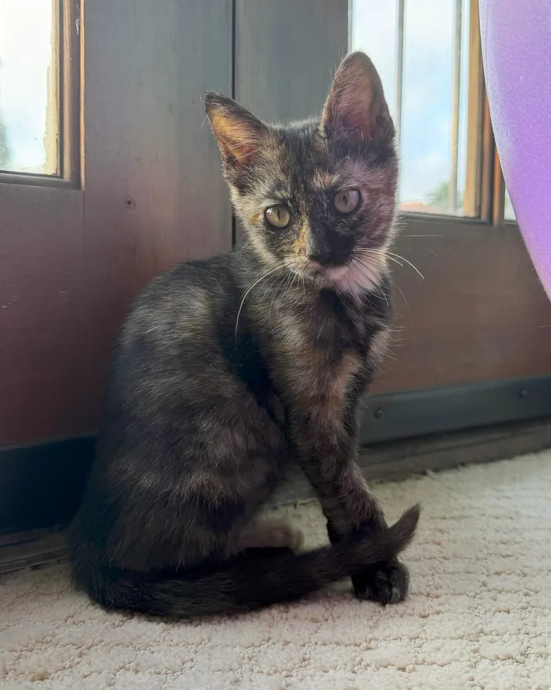 Pepper thumbnail 3