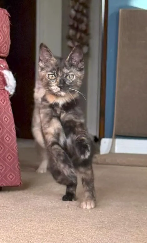 Pepper thumbnail 4