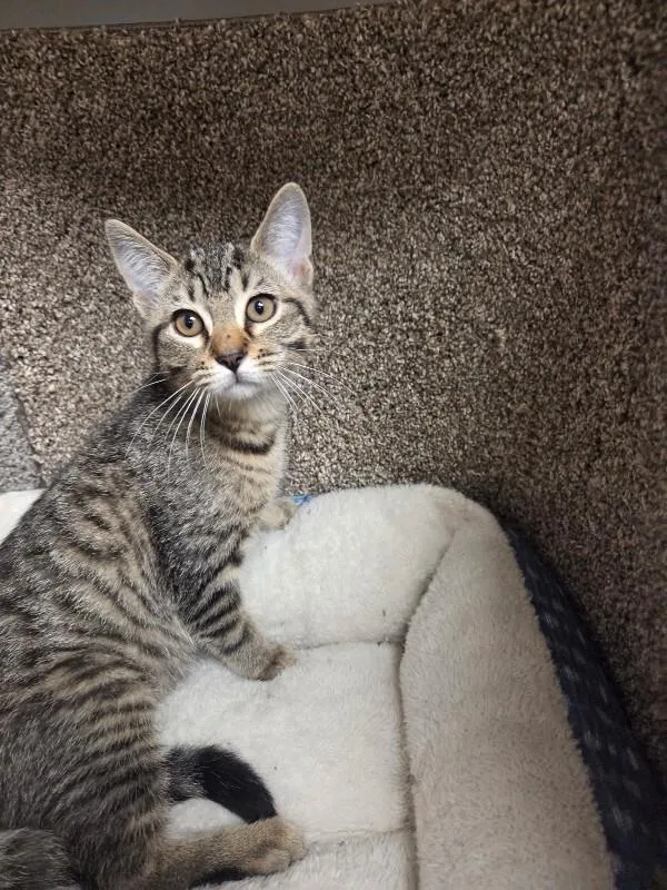 A young medium-sized female Tabby (Brown / Chocolate) Domestic Short Hair cat named Jennifer Pawrence for adoption in Jackson, TN