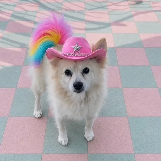 An adult small-sized female White / Cream Pomeranian dog named Pony for adoption in North Hollywood, CA