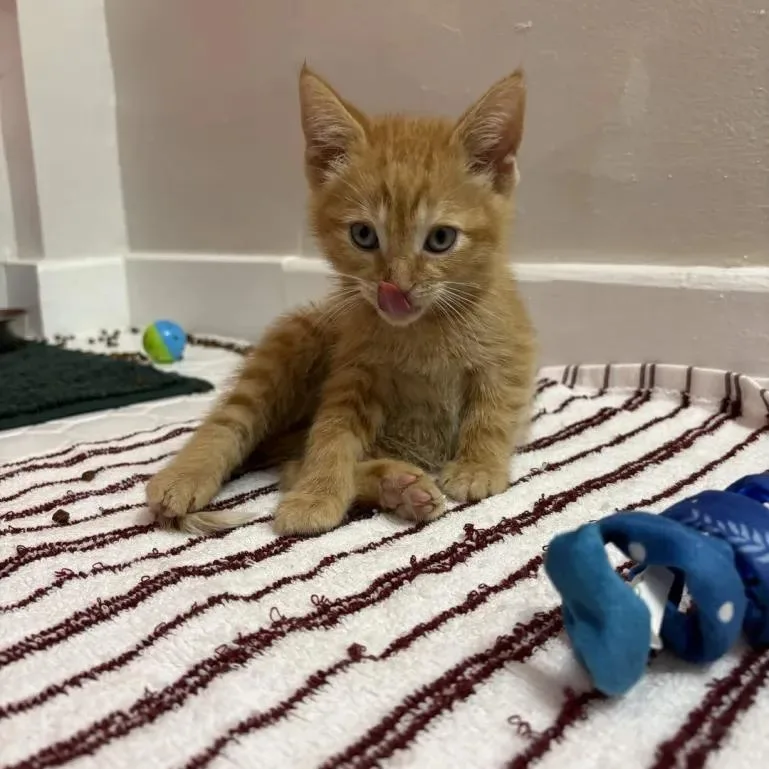 A baby medium-sized male Orange / Red Domestic Short Hair cat named Chester for adoption in Cleveland Heights, OH