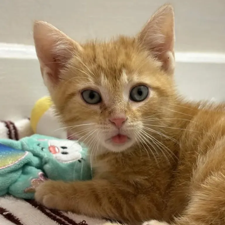 Chester thumbnail 2