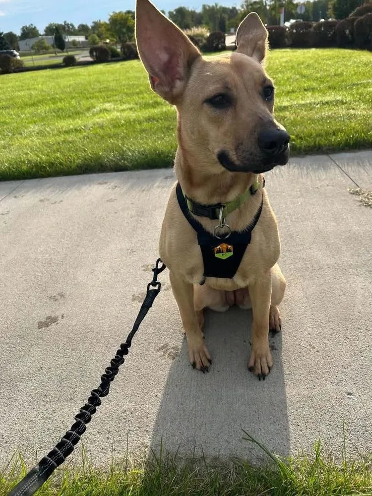 A young medium-sized female Shepherd dog named Sandy for adoption in Amherst, NY