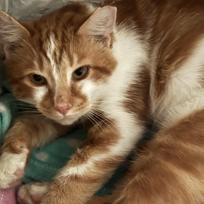 An adult medium-sized male Orange & White Domestic Short Hair cat named Peter for adoption in Pittsburgh, PA