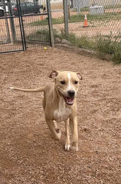 A young large-sized male Mixed Breed dog named Yogi for adoption in Divide, CO