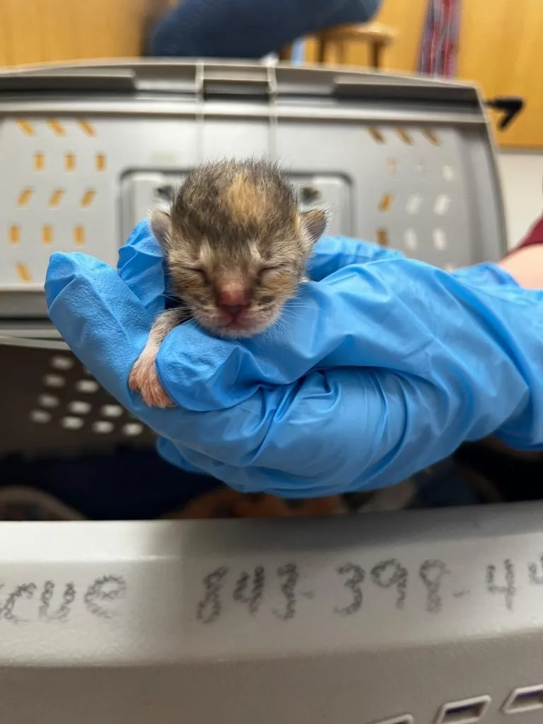 A baby small-sized female Domestic Short Hair cat named Lays for adoption in Hartsville, SC