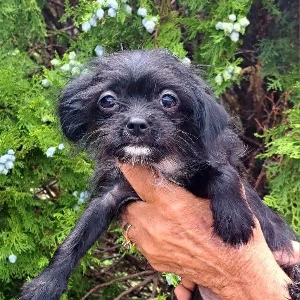 A baby small-sized male Yorkshire Terrier dog named Marla for adoption in Tucson, AZ