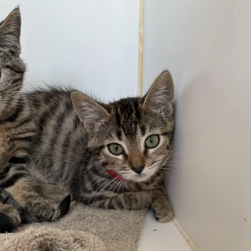 A baby small-sized female Brown / Chocolate Domestic Short Hair cat named Hoshi for adoption in Oakland, CA