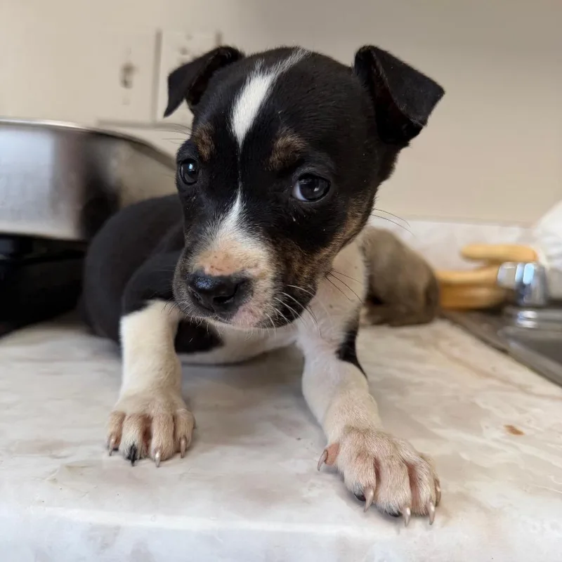 Tuscstray_ thumbnail 2