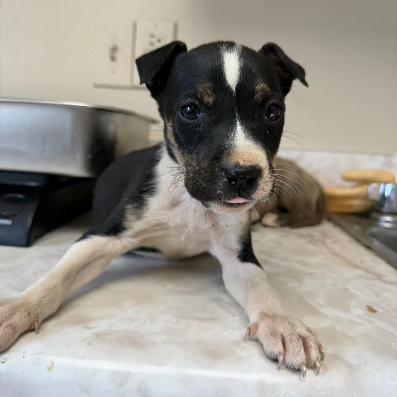 Tuscstray_ thumbnail 3