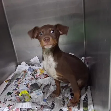 A baby small-sized male Brown / Chocolate Terrier dog named Stan for adoption in Wappingers Falls, NY
