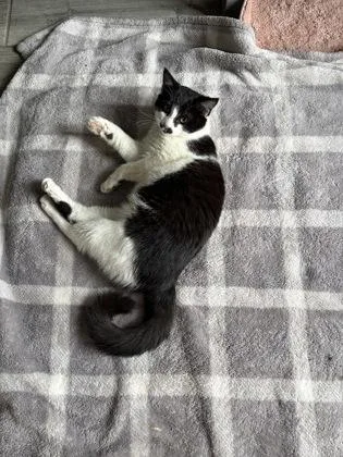 A young medium-sized male Domestic Short Hair cat named Domino for adoption in Knoxville, TN