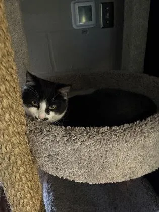 Domino thumbnail 2