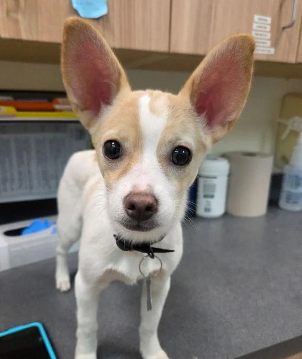A young small-sized male Chihuahua dog named Rufus Jr for adoption in Kennewick, WA