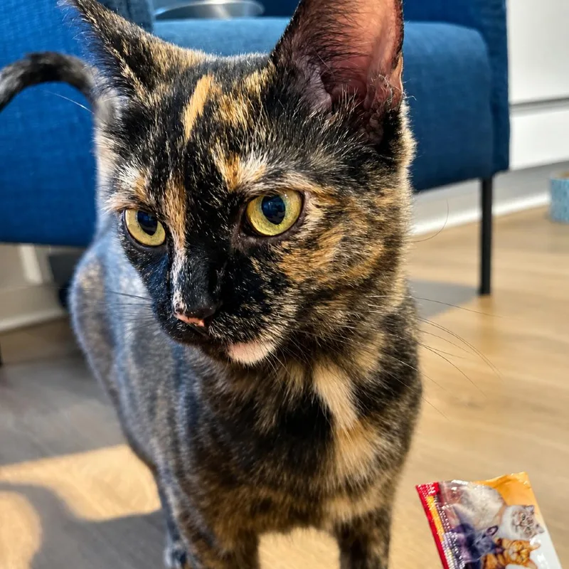 An adult medium-sized female Domestic Short Hair cat named Lady Elaine Fairchilde for adoption in Gibsonia, PA