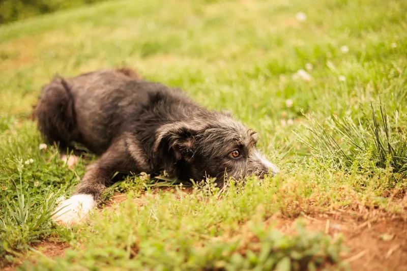 A young small-sized male Black Wirehaired Terrier dog named Jacquestransport for adoption in Gradyville, KY