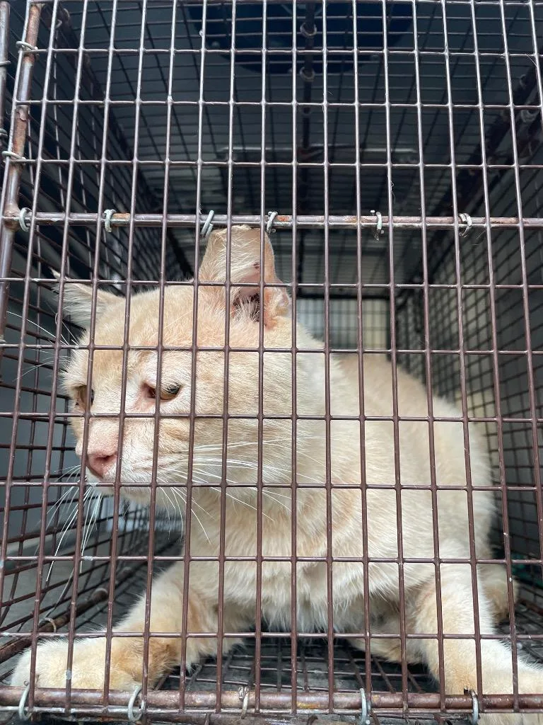 A young medium-sized male Domestic Short Hair cat named Catfish for adoption in New Braunfels, TX