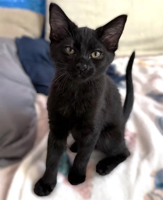 A baby small-sized male Domestic Short Hair cat named Crackle for adoption in Sacramento, CA