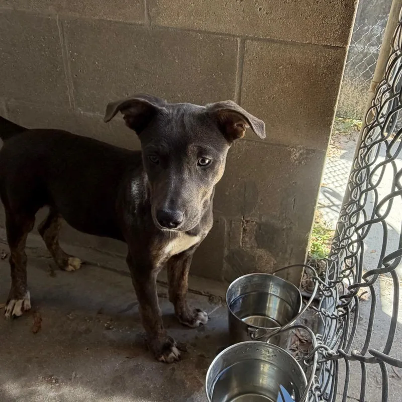 A baby medium-sized female Mixed Breed dog named Moonstone for adoption in Lake Panasoffkee, FL