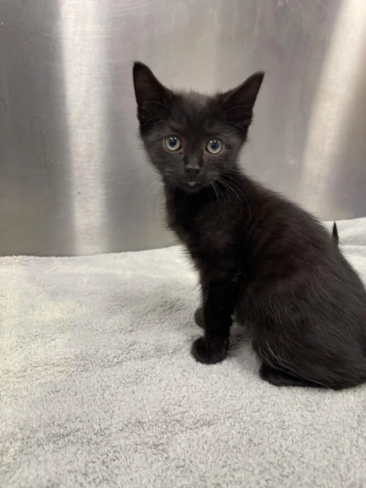 A baby small-sized male Domestic Short Hair cat named Maddox for adoption in Hagerstown, MD