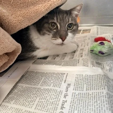 A senior large-sized female Gray / Blue / Silver Domestic Short Hair cat named Lucky for adoption in Long Beach, CA