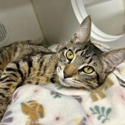 An adult medium-sized male Domestic Short Hair cat named Dollar for adoption in Reisterstown, MD