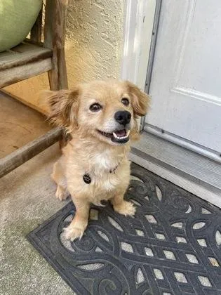An adult small-sized male Golden Chihuahua dog named Dumpling for adoption in Sacramento, CA