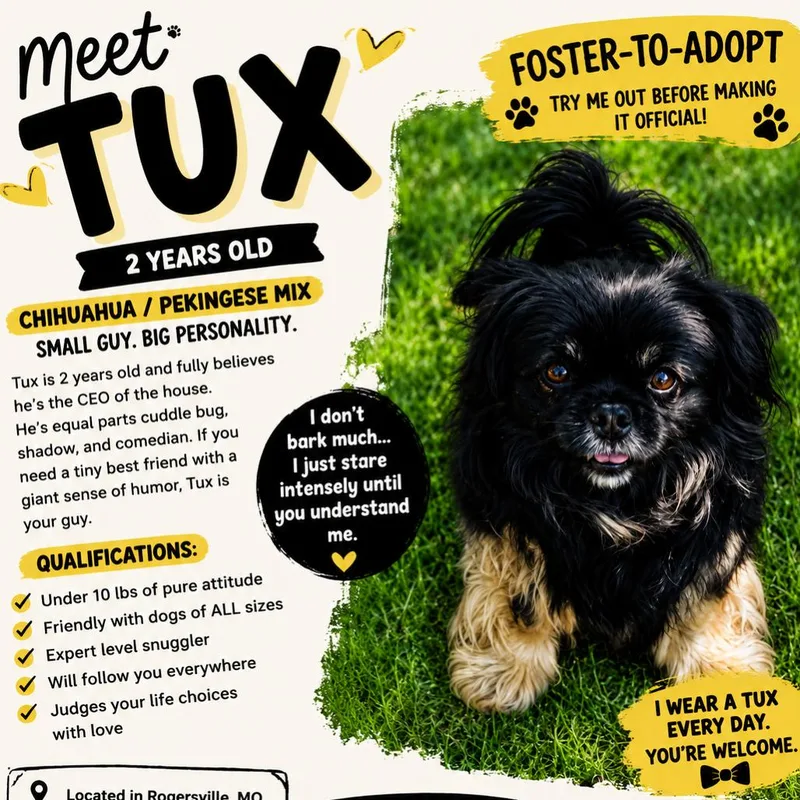 An adult small-sized male Black Pekingese dog named Tux for adoption in Rogersville, MO