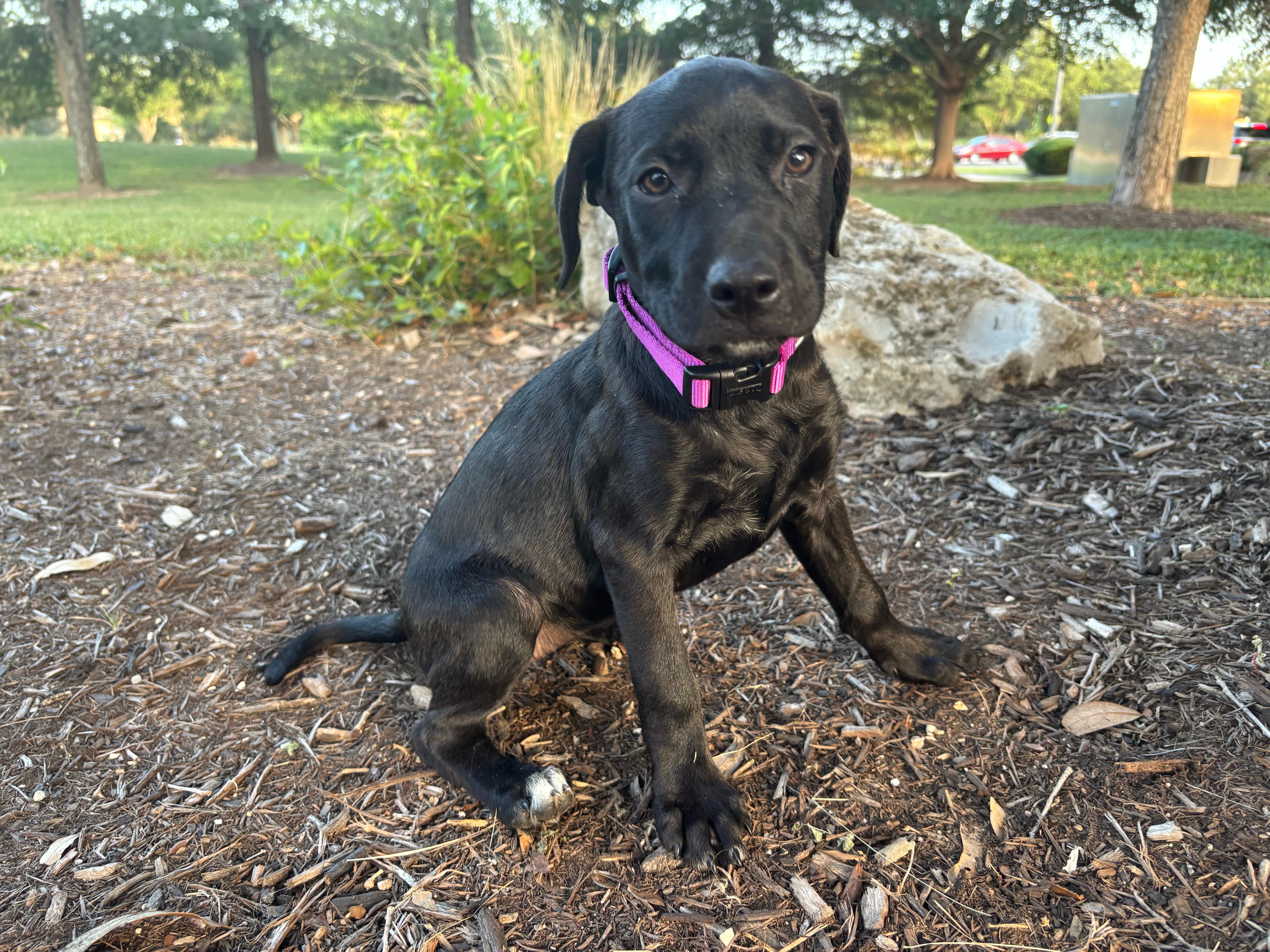 A baby medium-sized female Black Labrador Retriever dog named Spirit for adoption in Pflugerville, TX