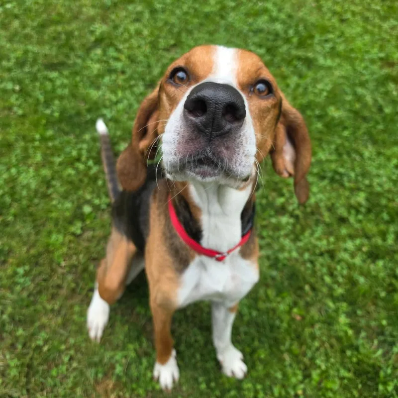 A senior medium-sized female Brown / Chocolate Treeing Walker Coonhound dog named Maple for adoption in Middlebury, VT