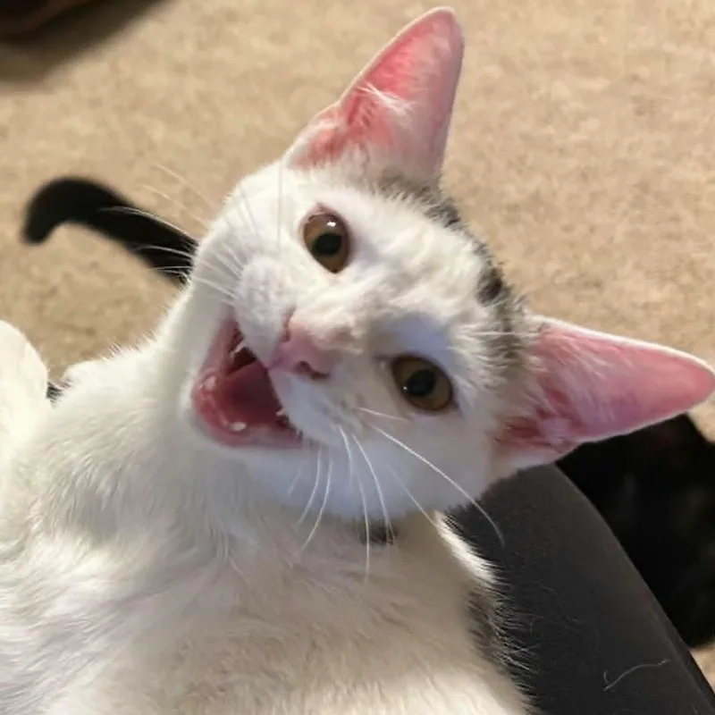 A baby medium-sized male Gray & White Domestic Short Hair cat named Francis for adoption in Watertown, WI