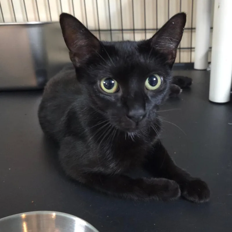 An adult medium-sized female Black Domestic Short Hair cat named Willow for adoption in Jessup, MD