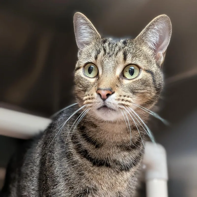 An adult small-sized male Brown / Chocolate Domestic Short Hair cat named Nexus for adoption in Milan, IL