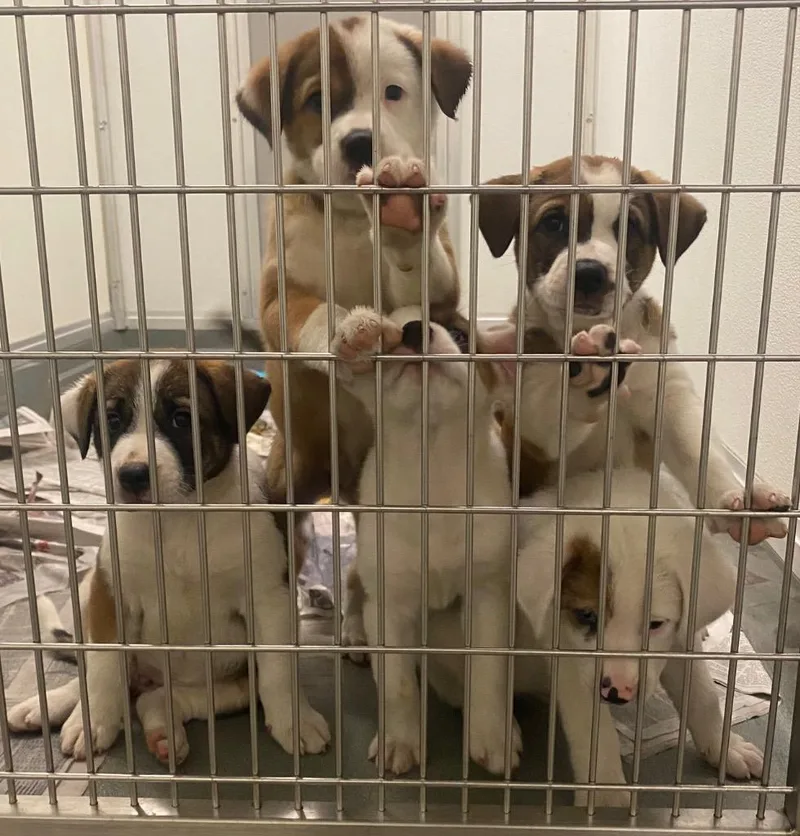 A baby medium-sized male Shepherd dog named BDawg for adoption in Bryant, AR
