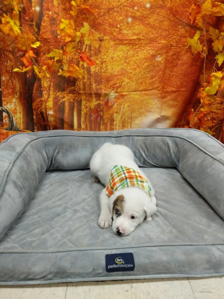 BDawg thumbnail 5